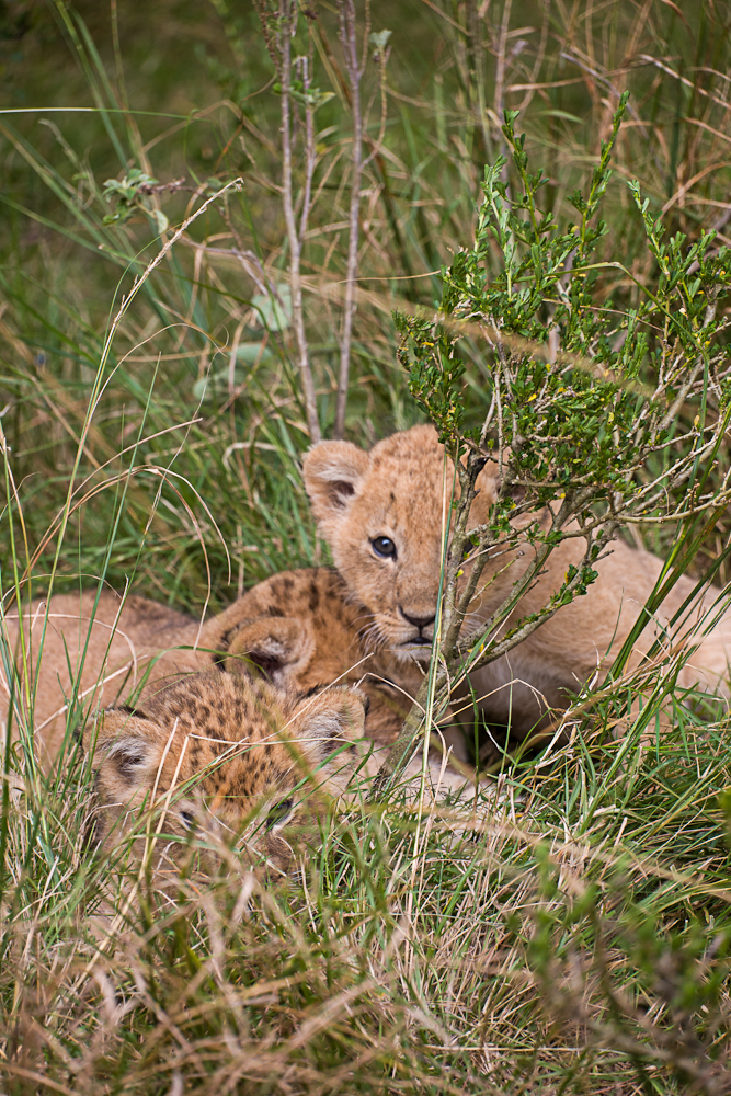 mara